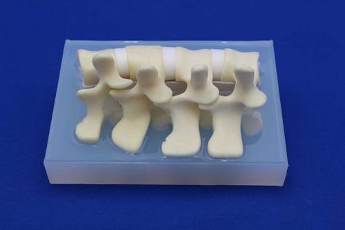 Modelo anatómico de la columna vertebral lumbar - LSEL - Créaplast - de formación / flexible