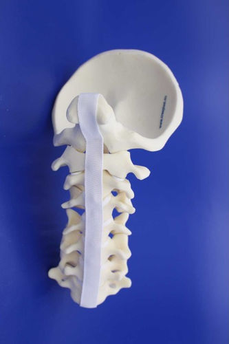 Modelo anatómico de columna vertebral cervical - CN00 - Créaplast - de formación