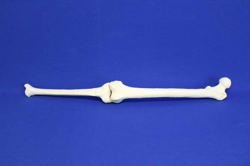 Modelo anatómico de tibia - TFE - Créaplast - de fémur / de formación