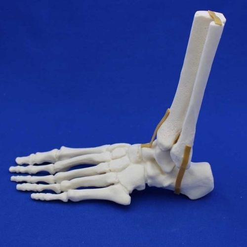 Modelo anatómico de articulación - FLA00 - Créaplast - de pie / de tobillo / de formación