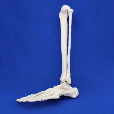 Modelo anatómico de pie - FLA01 - Créaplast - de tibia / de peroné / de formación