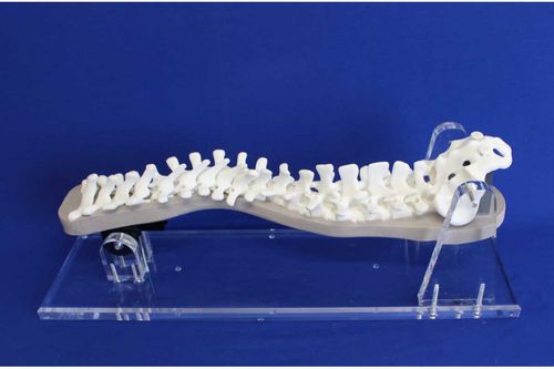 Modelo anatómico de columna vertebral - S3DEP - Créaplast - de formación / para escoliosis