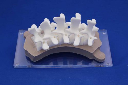 Modelo anatómico de columna vertebral - RDEP - Créaplast - de formación