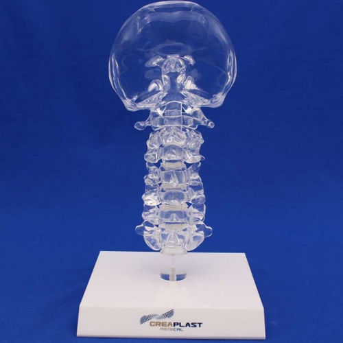 Modelo anatómico de columna vertebral cervical - CN00TB - Créaplast - de plástico / transparente