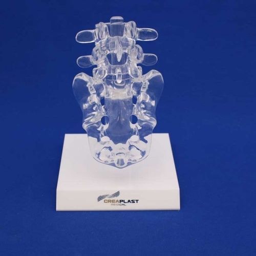 Modelo anatómico sacroilíaco - LS4TB - Créaplast - de plástico / transparente