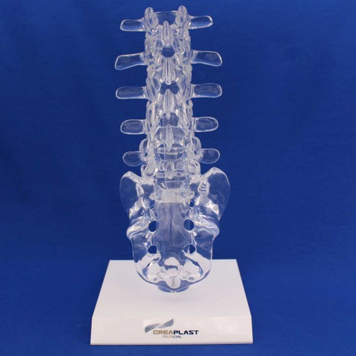Modelo anatómico lumbosacro - LST01B - Créaplast - de plástico / transparente