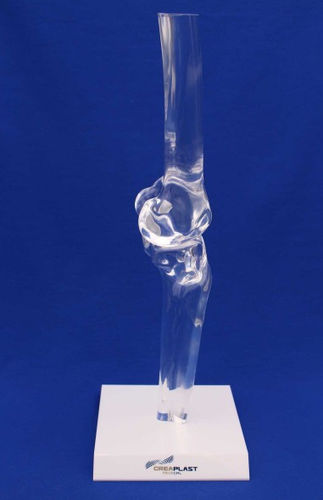 Modelo anatómico de rodilla - FTGTB - Créaplast - de tibia / de fémur / de plástico