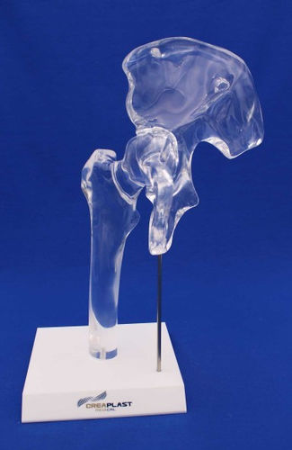 Modelo anatómico de fémur - HFTB - Créaplast - de cadera / de plástico / transparente