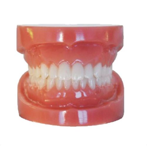 Tipodonto de dentadura - Plain20 - Creative Dental - para cuidados dentales
