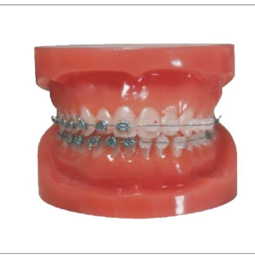 Tipodonto de dentadura - Creative Dental - para cuidados dentales