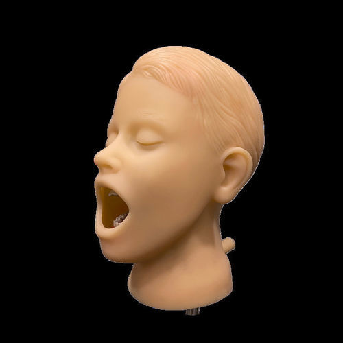 Modelo anatómico de cabeza - PHT - GF DENTAL - de bastoncillo / de boca / de articulación