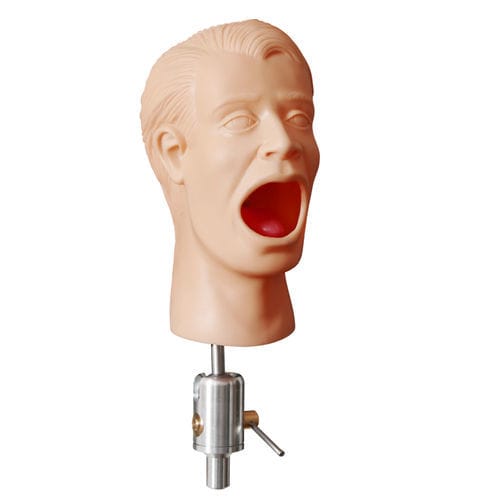 Modelo anatómico de cabeza - PHT  - GF DENTAL - para odontología / de encías / para cuidados dentales