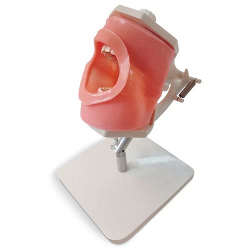 Modelo anatómico de boca - MF01 - GF DENTAL - para cuidados dentales / de formación / de silicona