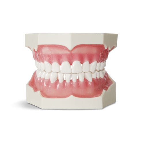 Modelo anatómico de dentadura - E02 - GF DENTAL - para cuidados dentales / de formación / para sutura