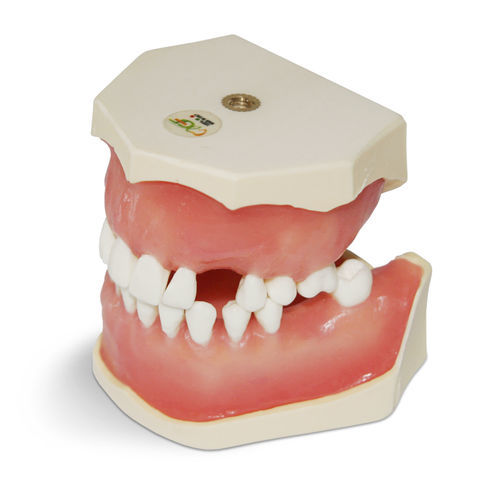 Modelo anatómico de encías - E04 - GF DENTAL - de dentadura / para cirugía dental / para extracción dental