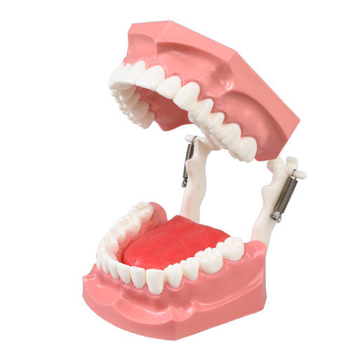 Modelo anatómico de lengua - DM11 - GF DENTAL - de encías / de dentadura / para higiene dental