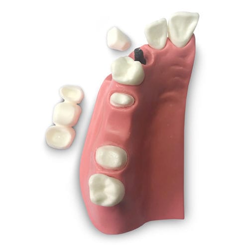 Modelo anatómico de dentadura - DM23 - GF DENTAL - de prótesis dental / de demostración / canino