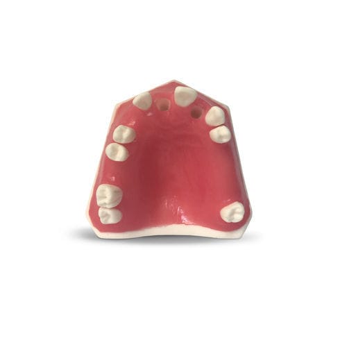 Modelo anatómico de encías - E37 - GF DENTAL - de mandíbula / para cuidados dentales / de formación