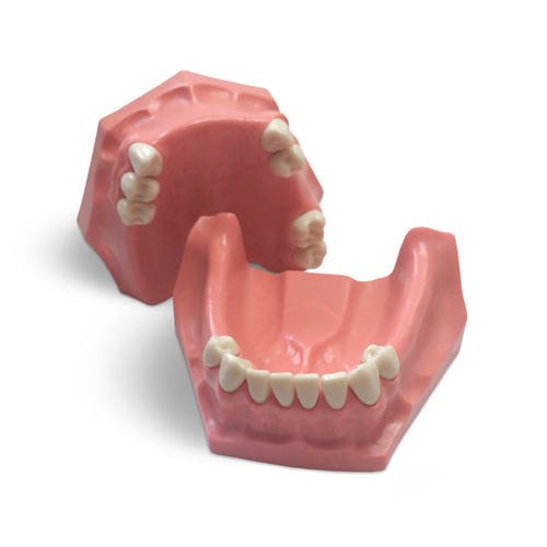 Modelo anatómico de dentadura - E01/P - GF DENTAL - para cuidados dentales / de formación / de resina