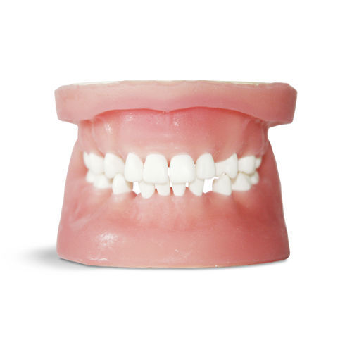 Modelo anatómico de encías - E34 - GF DENTAL - de dentadura / para cirugía dental / para extracción dental