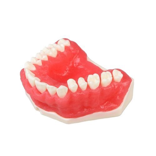 Modelo anatómico de encías - E25 - GF DENTAL - de dentadura / para periodoncia / de formación