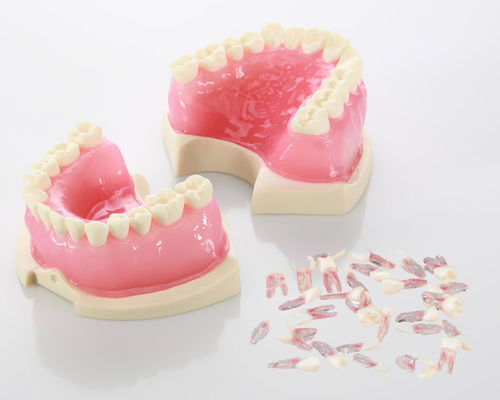 Modelo anatómico de dentadura - E08 - GF DENTAL - de canal radicular / para endodoncia / de formación