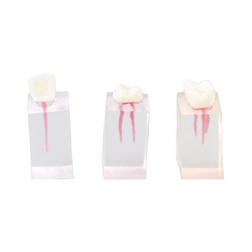 Modelo anatómico de dientes - E08/C - GF DENTAL - para endodoncia / de formación / con nervios