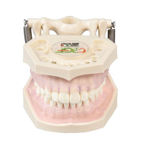 Modelo anatómico de encías - E11 - GF DENTAL - de dentadura / para higiene dental / de formación