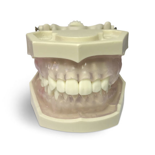 Modelo anatómico de encías - E11/GP - GF DENTAL - de dentadura / para higiene dental / de formación
