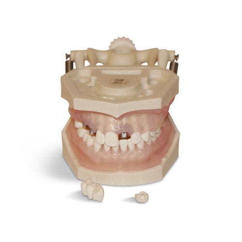 Modelo anatómico de encías - E12N - GF DENTAL - de dentadura / para higiene dental / de formación