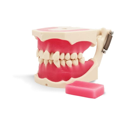 Simulador de formación - E40 - GF DENTAL - para ortodoncia / de boca / de resina