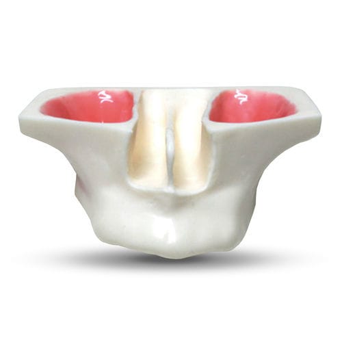 Modelo anatómico sinovial - E20 - GF DENTAL - de seno / de mandíbula / para cuidados ORL
