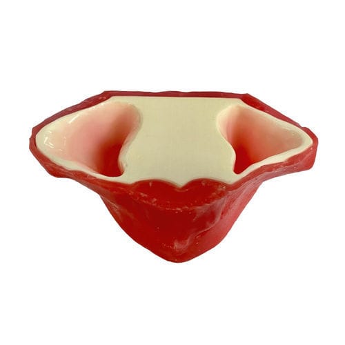 Modelo anatómico sinovial - E20/P - GF DENTAL - de seno / de maxilar / de mandíbula