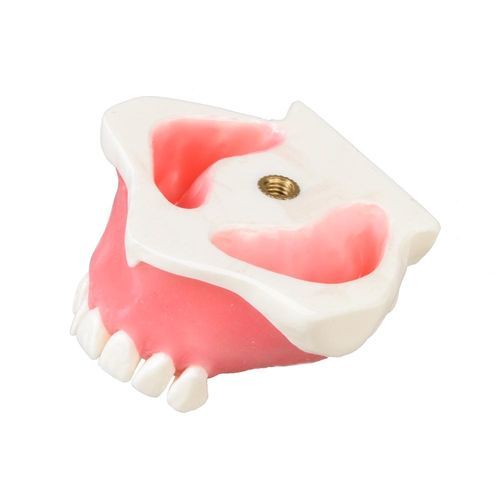 Modelo anatómico sinovial - E23 - GF DENTAL - de dientes / de mandíbula / de formación