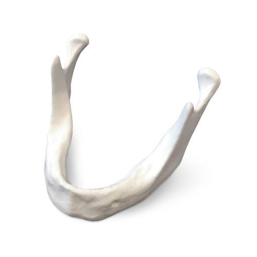 Modelo anatómico de mandíbula - E81 - GF DENTAL - de implantología / de formación / de resina