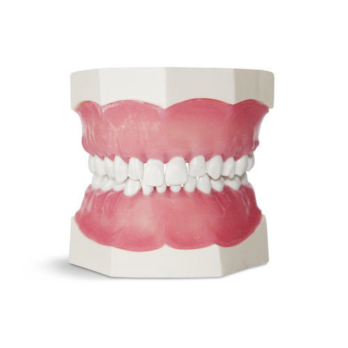 Modelo anatómico de dentadura - EK1 - GF DENTAL - para cuidados dentales / de formación / infantil