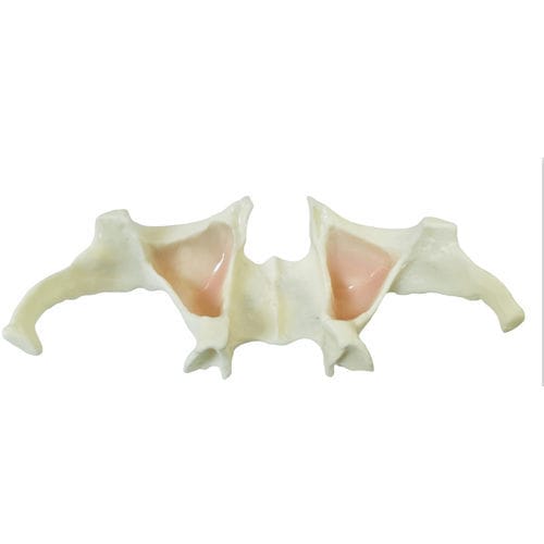 Modelo anatómico de mandíbula - E36 - GF DENTAL - de implantología / de formación / blanco