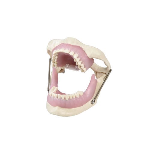 Modelo anatómico de mandíbula - E15 - GF DENTAL - de maxilar / para odontología / de anestesia dental