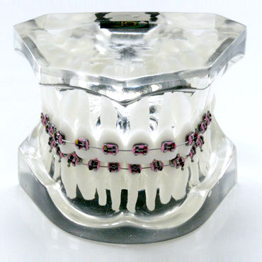 Modelo anatómico de dentadura - OTB1 - GF DENTAL - para ortodoncia / de formación / de resina