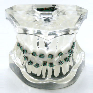 Modelo anatómico de dentadura - OTB2 - GF DENTAL - para ortodoncia / de formación / de resina