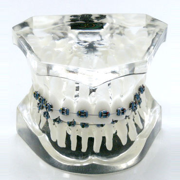 Modelo anatómico de dentadura - OTB3 - GF DENTAL - para ortodoncia / de formación / de resina