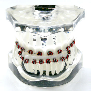 Modelo anatómico de dentadura - OTB4 - GF DENTAL - para ortodoncia / de formación / de resina