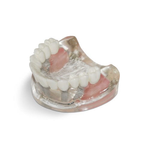 Modelo anatómico sinusal - T10 - GF DENTAL - de dientes / de maxilar / de implantología