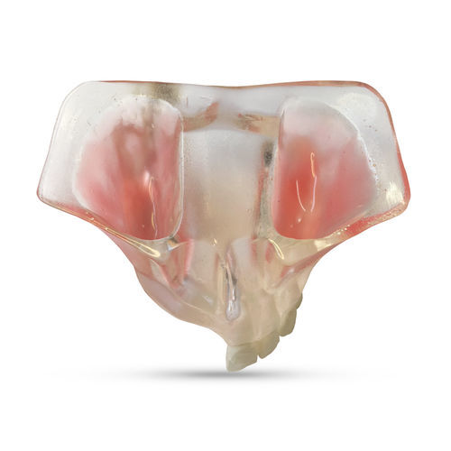 Modelo anatómico sinusal - T21 - GF DENTAL - de maxilar / de mandíbula / para odontología