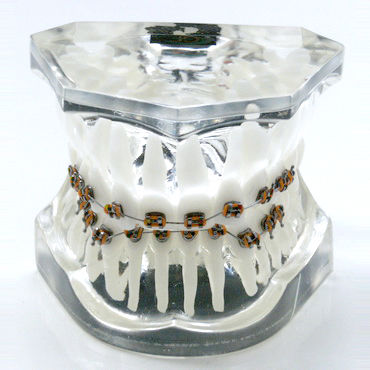 Modelo anatómico de dentadura - OTB6 - GF DENTAL - para ortodoncia / de formación / de resina
