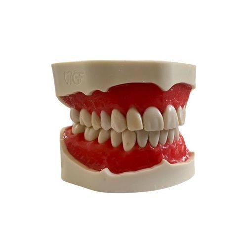Modelo anatómico de dentadura - E02/N - GF DENTAL - para cuidados dentales / para cirugía dental / de demostración