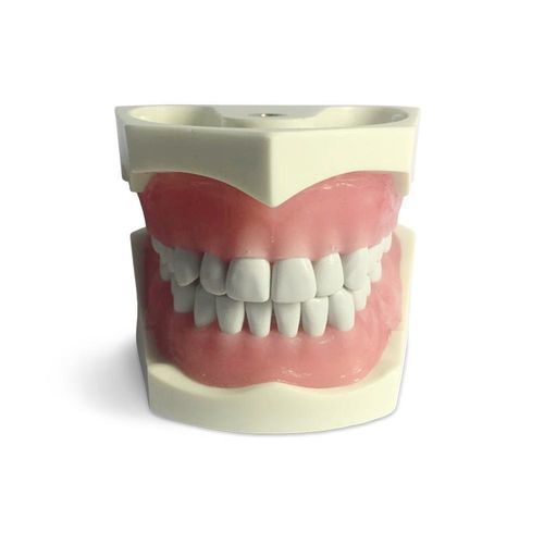Modelo anatómico de dientes - E03N - GF DENTAL - de limpieza dental / de prótesis dental / de formación