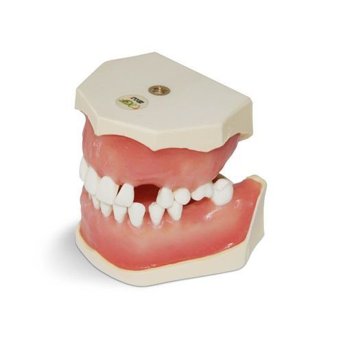 Modelo anatómico de dientes - E04/ESTR - GF DENTAL - para odontología / de encías / quirúrgico
