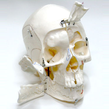 Modelo anatómico de cráneo - DM03 - GF DENTAL - de demostración / blanco