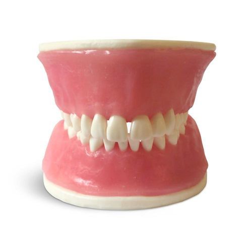 Modelo anatómico de dientes - E38 - GF DENTAL - de encías / para periodoncia / de formación